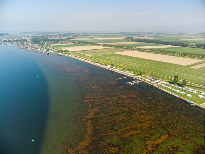 Foto van veld van Japans bessenwier bij Camping de Zandkreek.